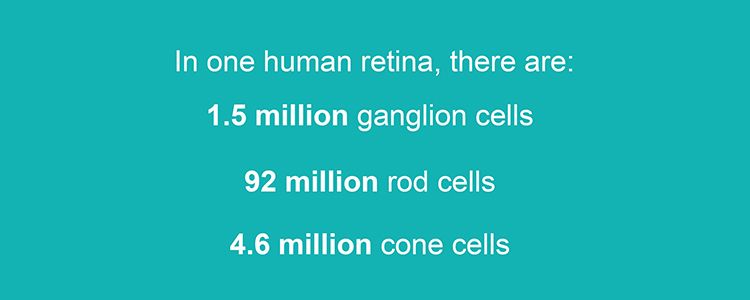Infographic showing how many cells can be found in the retina of one eyeball